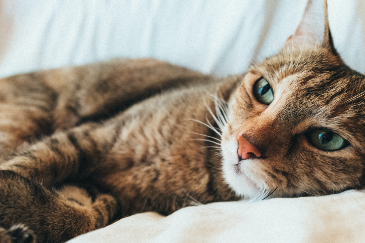 Symptoms of the Feline Leukemia Virus and How You Can Help