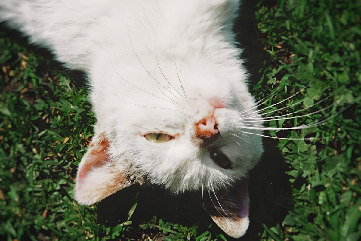 Improving the Quality of Life for Your Senior Cat