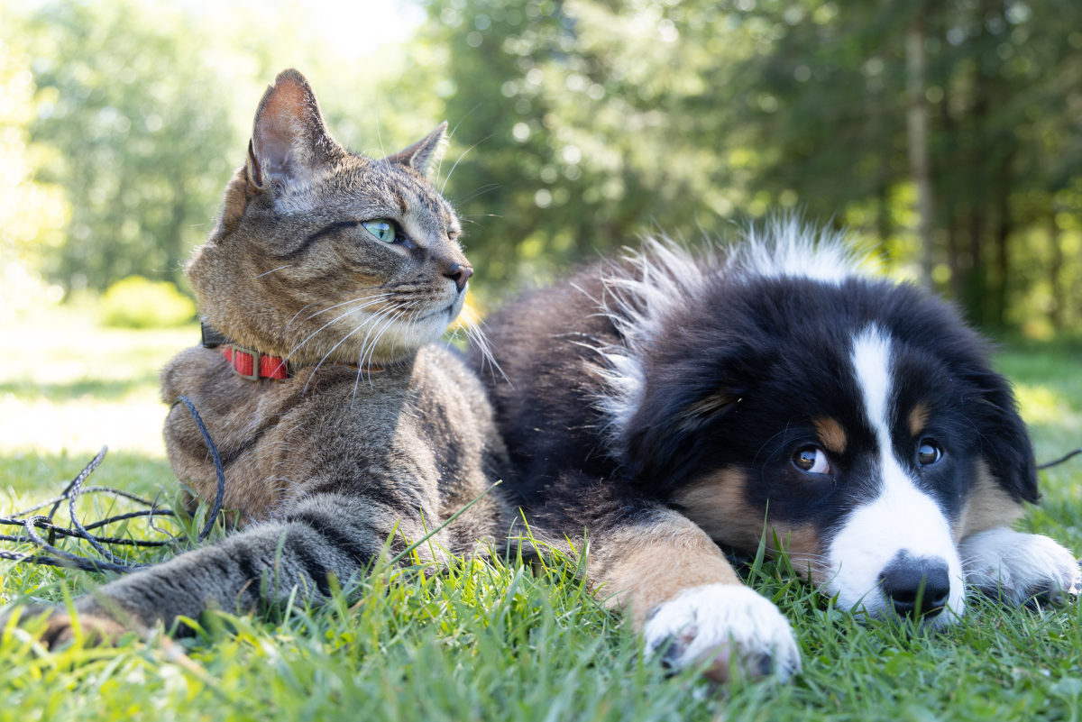 Why Positive Reinforcement With Your Pets Is Important