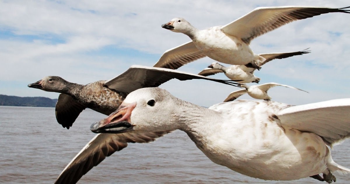 Climate Change Raises Grave Concerns about Bird Migration