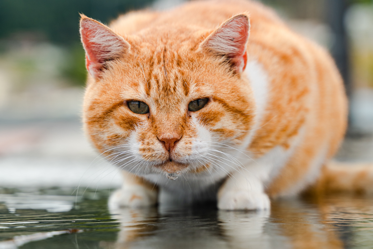 Why Do Cats Like Drinking From the Water Faucet?