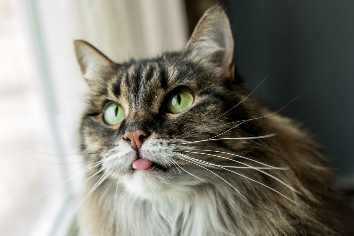 Common Questions About Cat Health: Tongue Color, Sneezing, and More