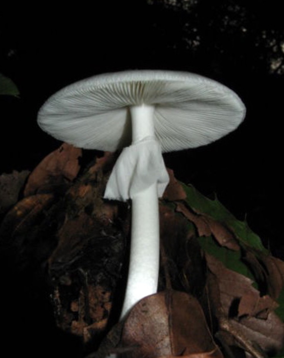 A Free Short Story: The Fool's Mushroom: Part Two