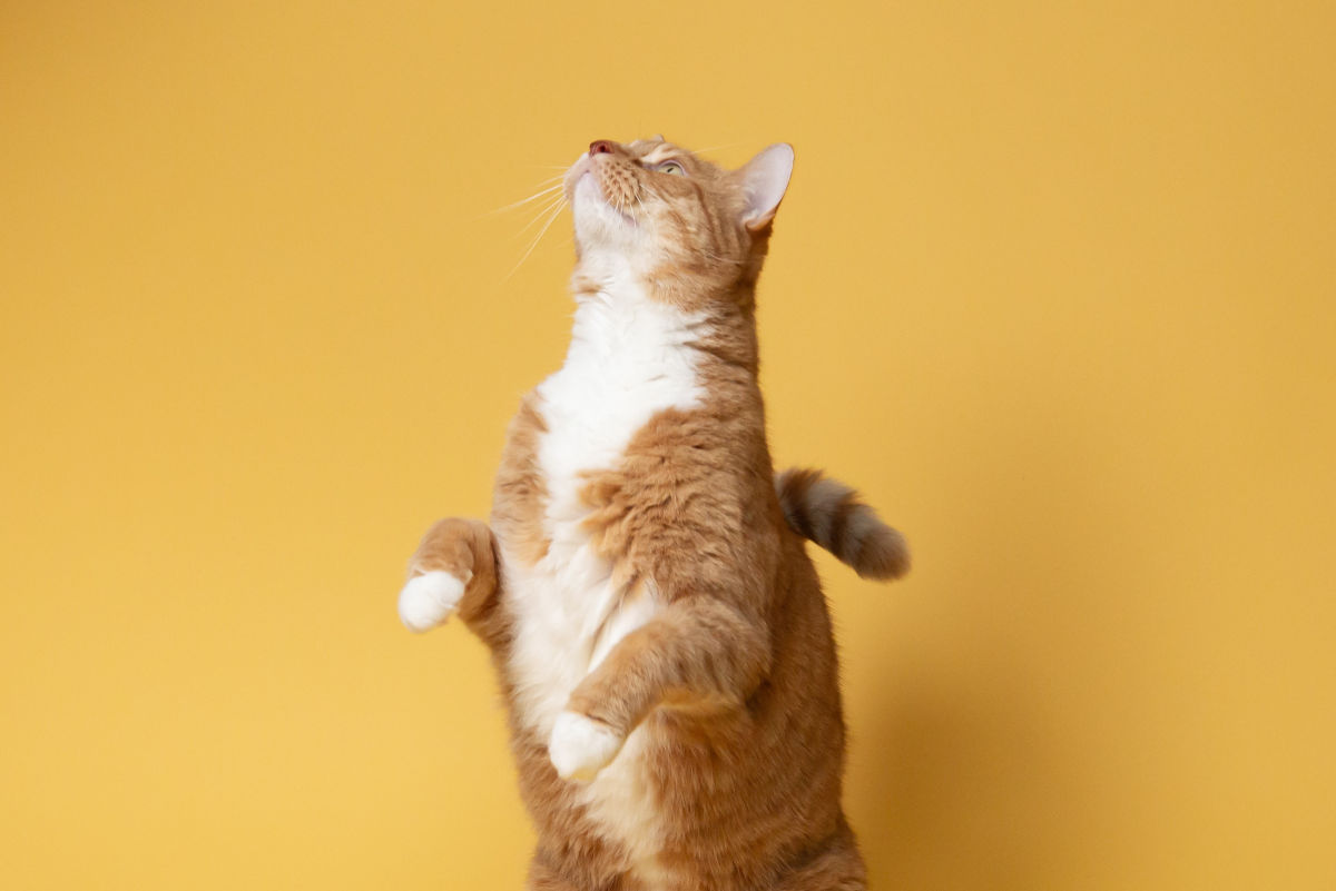 Online Cat Training School: A Cat Obedience Training Guide