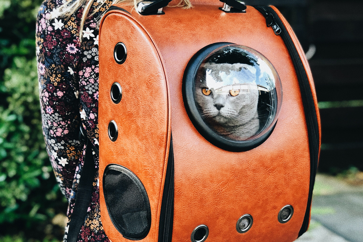 The Best Cat Carriers for Car or Plane Travel (Short and Long Trips)
