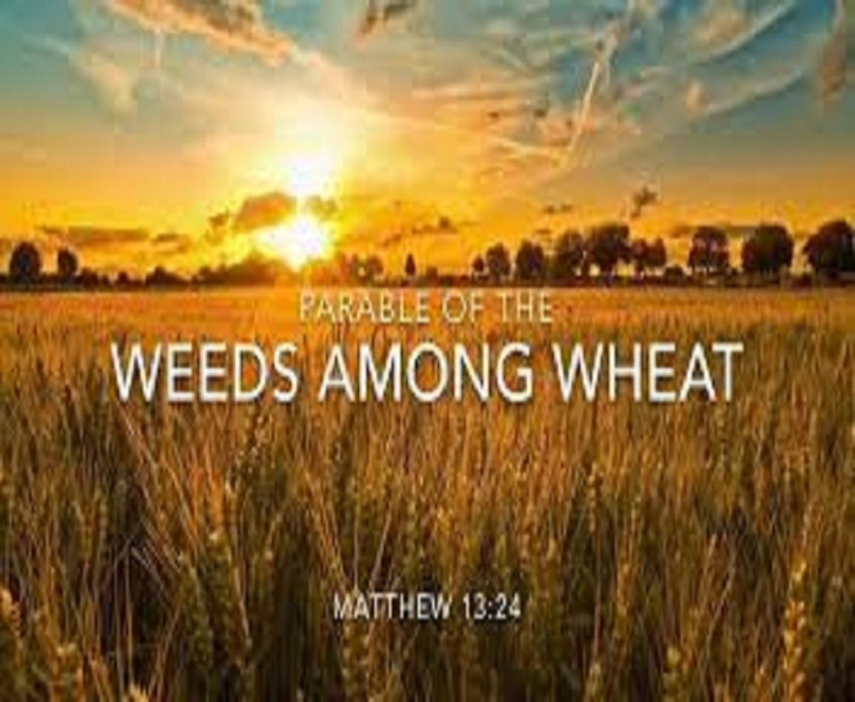 The Tares, The Wheat, & The Harvest