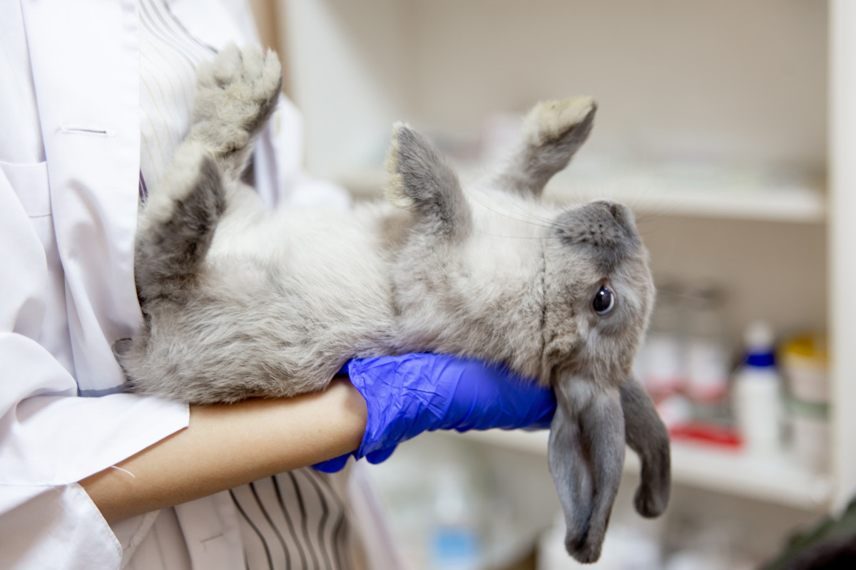 Causes of Sudden Death in Pet Rabbits