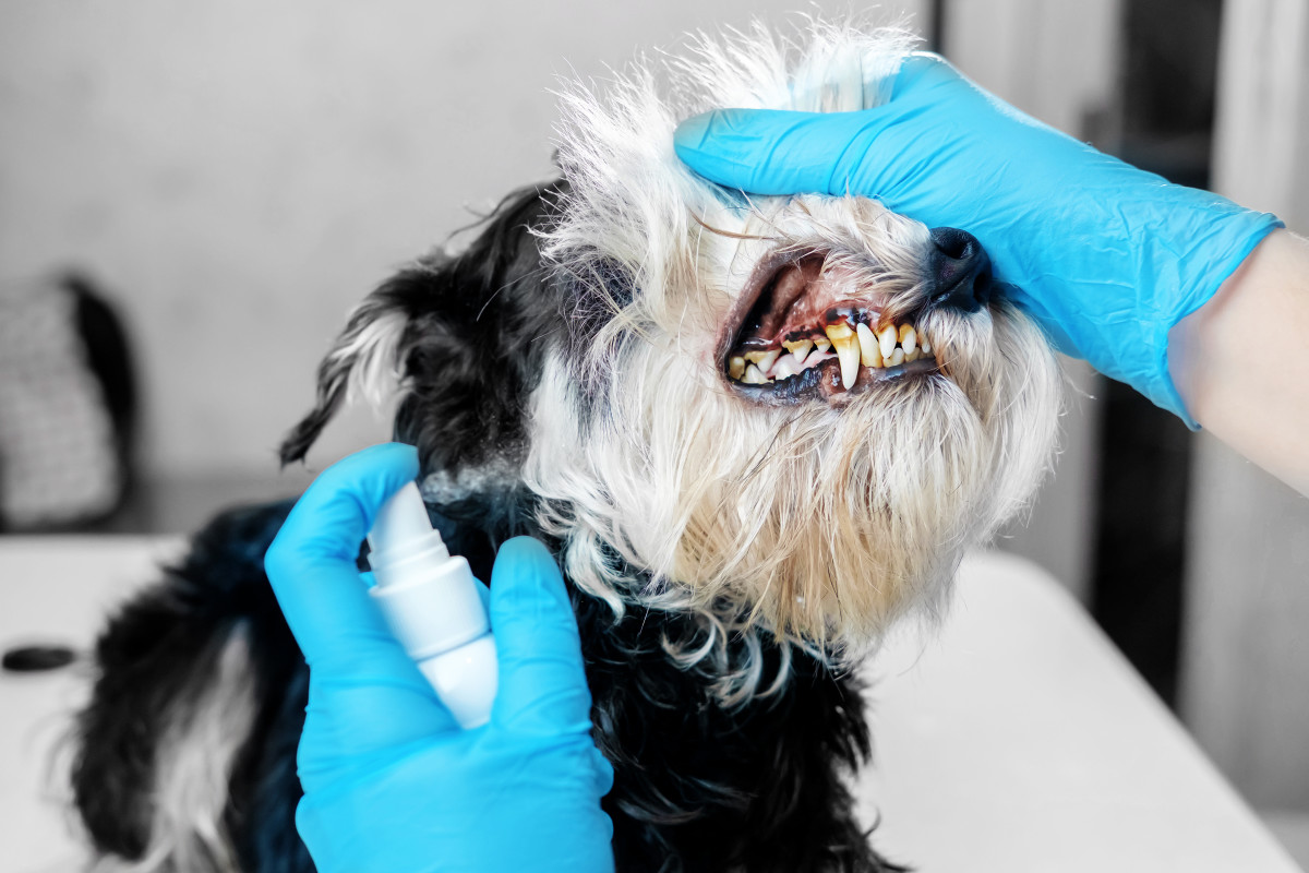 Do Dog Dental Sprays Work?
