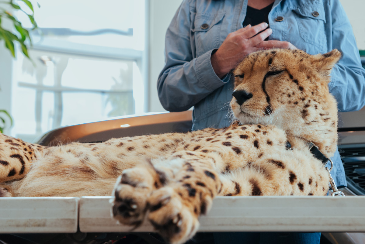 Everything You Need to Know About Pet Cheetahs
