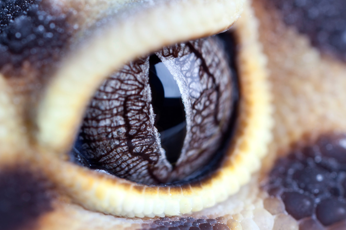Eye Problems in Leopard Geckos: Diagnosis, Treatment, and Prevention