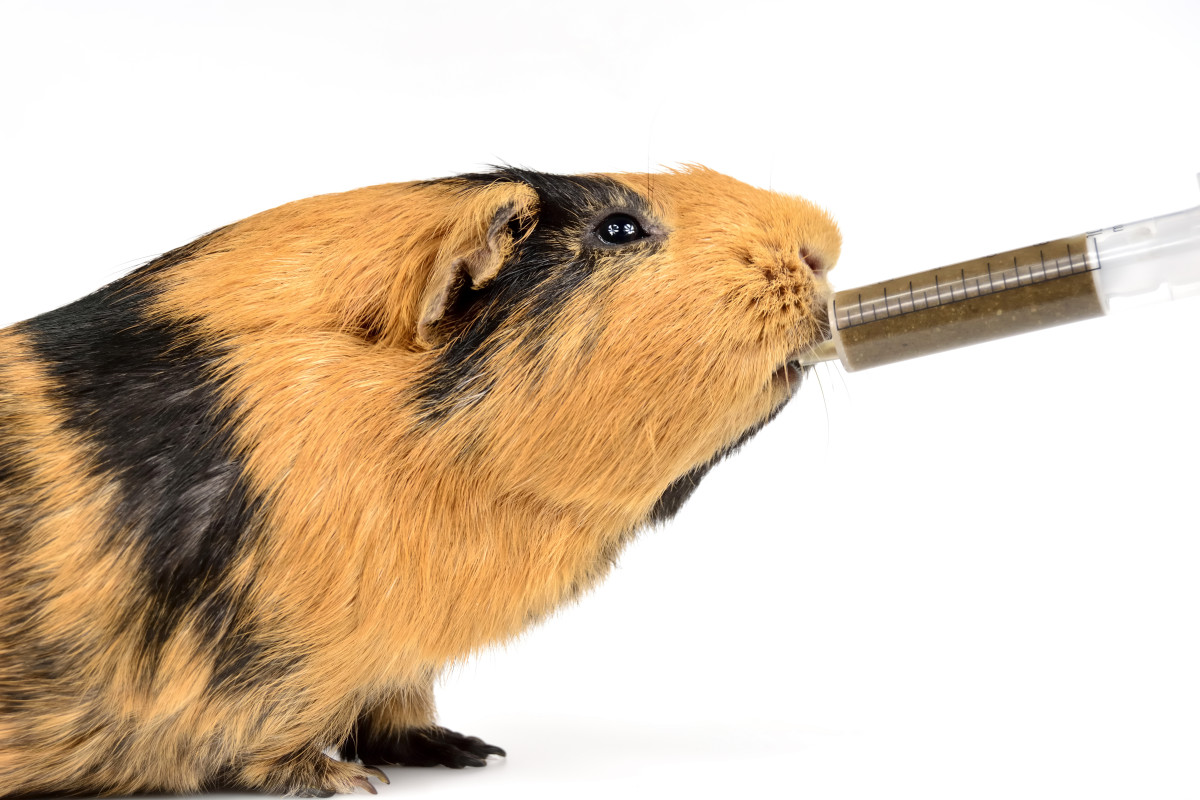 How to Help Your Guinea Pig Gain Weight