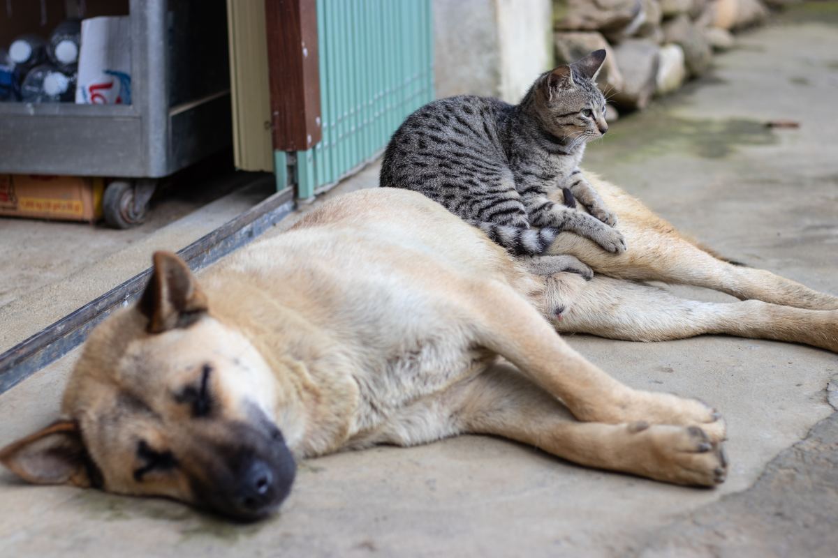 How to Introduce Kittens to Dogs: Your Cats and Dogs Can Get Along