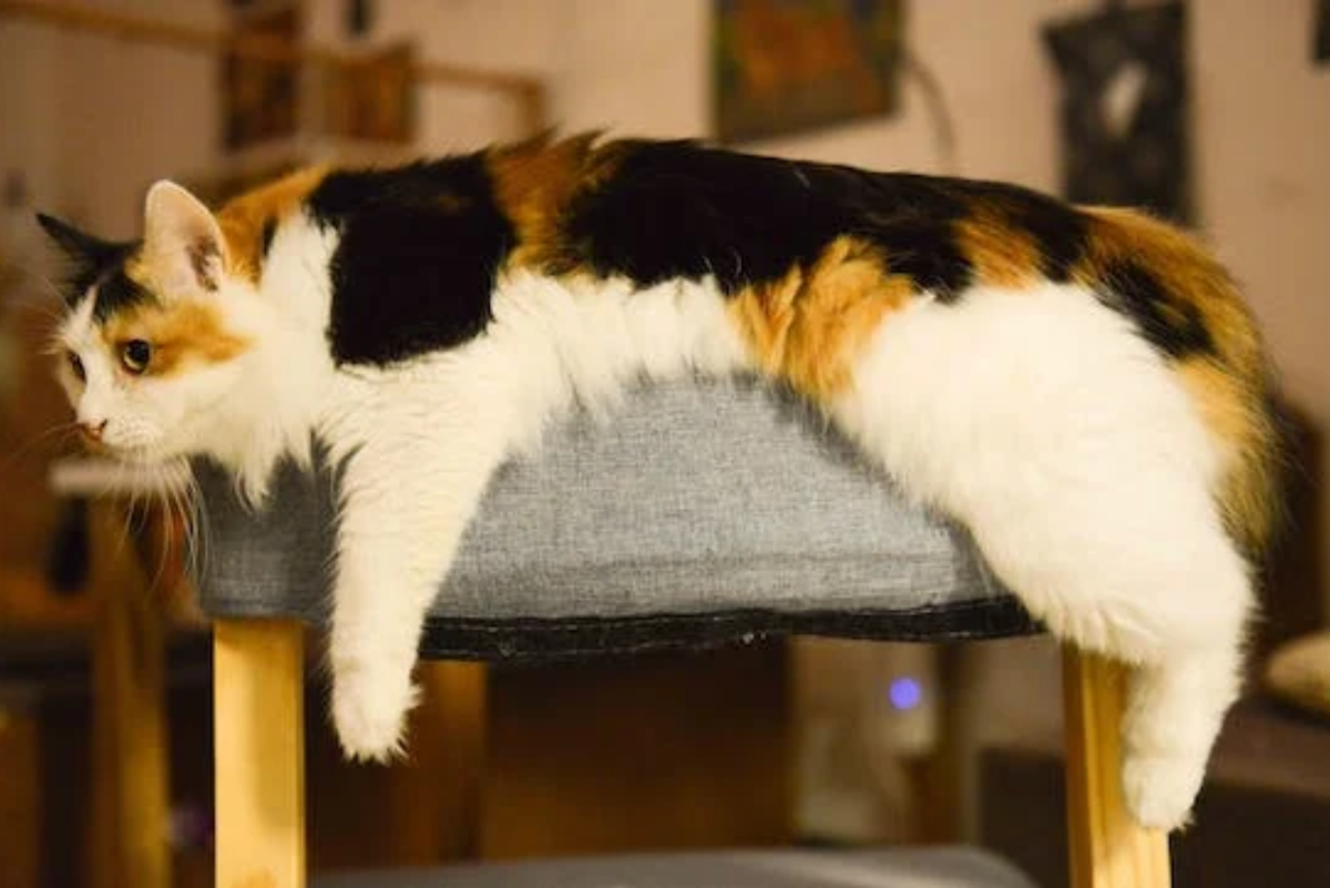 Why Are Calico Cats Always Female? - PetHelpful