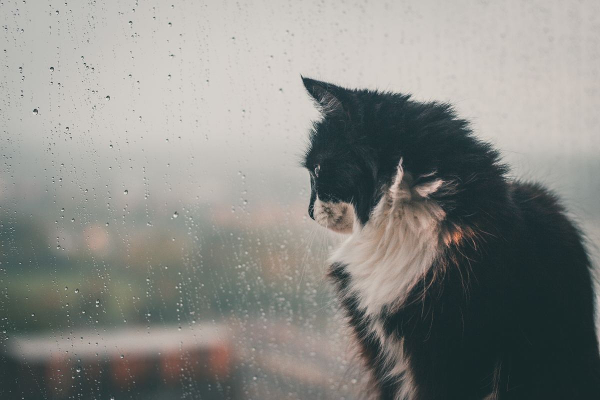 Can Your Cat Predict the Weather?