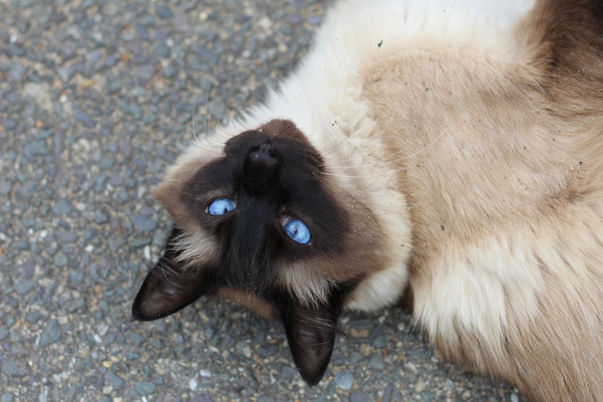 Discover the Beauty of the Ragdoll Cat - HubPages