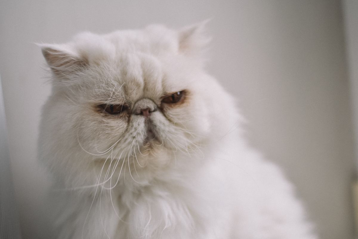 Things to Consider Before Buying a Persian Cat