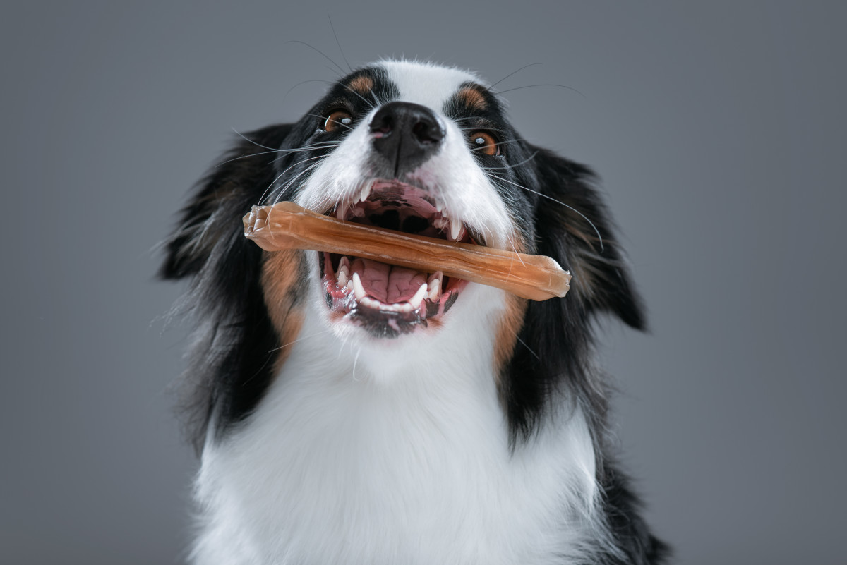Best Dental Treats for Dogs: Greenies, Milk Bones, and Other Treats