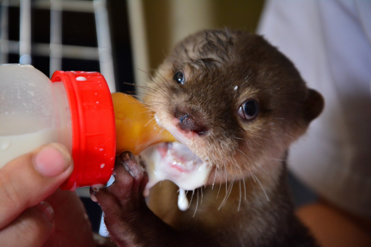 A Guide to Legally Owning and Caring for a Pet Otter