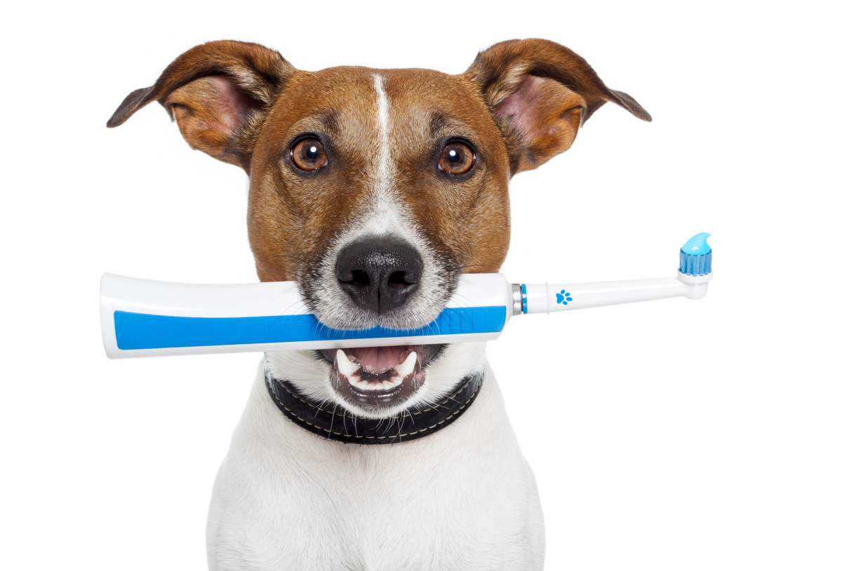 The Benefits of Electric Toothbrushes for Dogs?