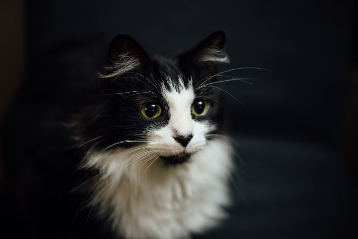 80+ Creative Tuxedo Cat Names (Female and Male)