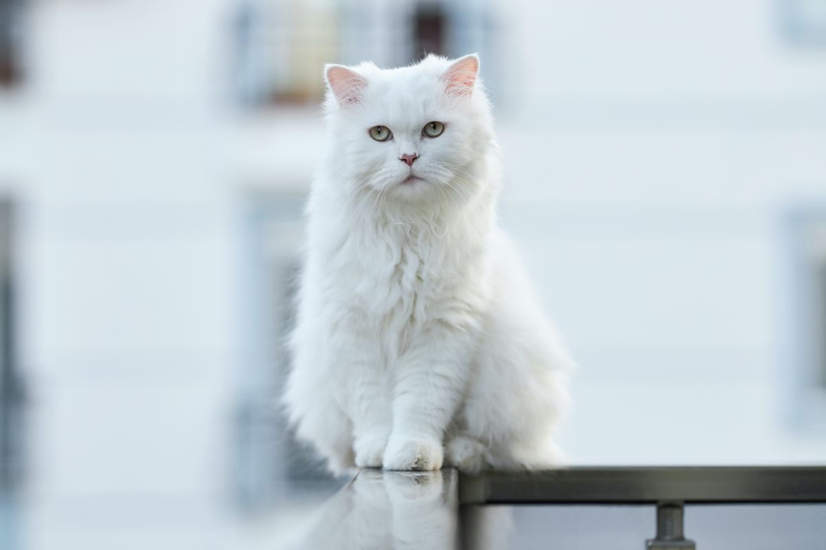 Top 100 White Cat Names PetHelpful