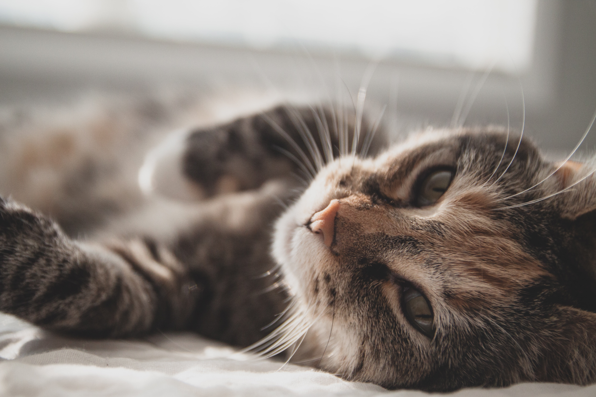 How to Identify, Treat, and Prevent Tapeworms in Cats