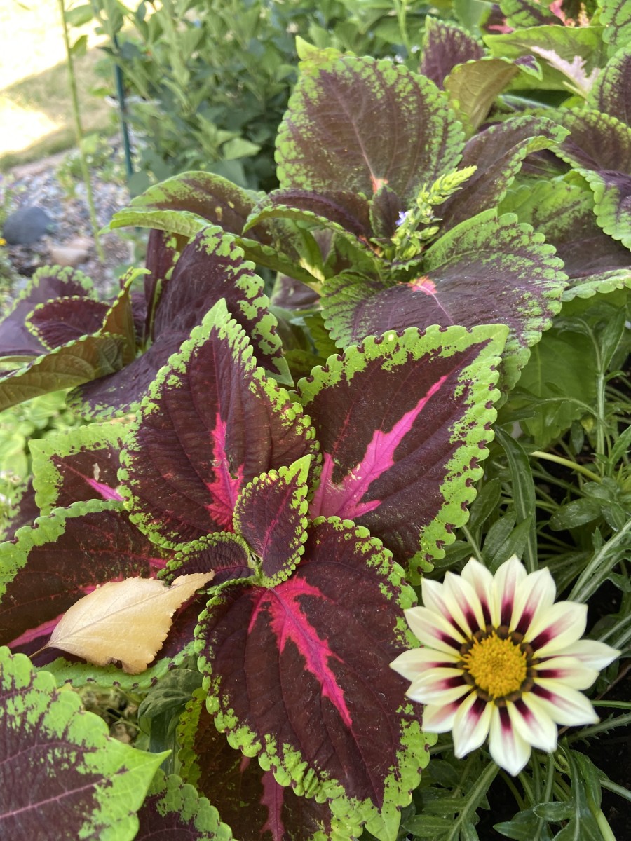 Print Pictures of Your Digital Photos HubPages