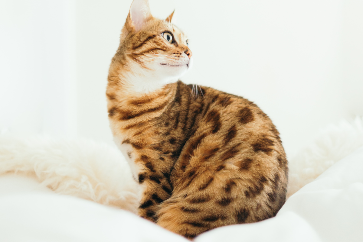 The Joys and Hazards of Living With a Pet Bengal Cat