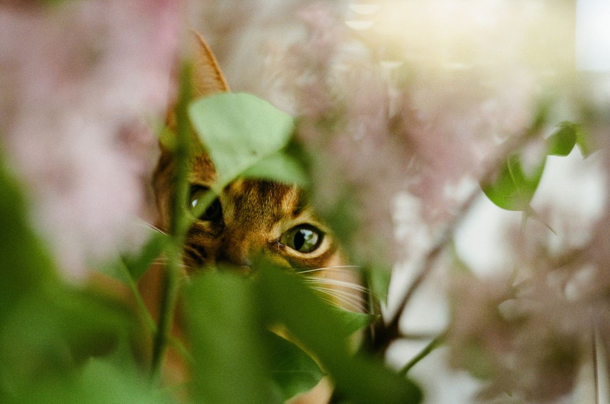 Are Wallflowers Safe for Cats? Discover the Truth about Feline Safety!
