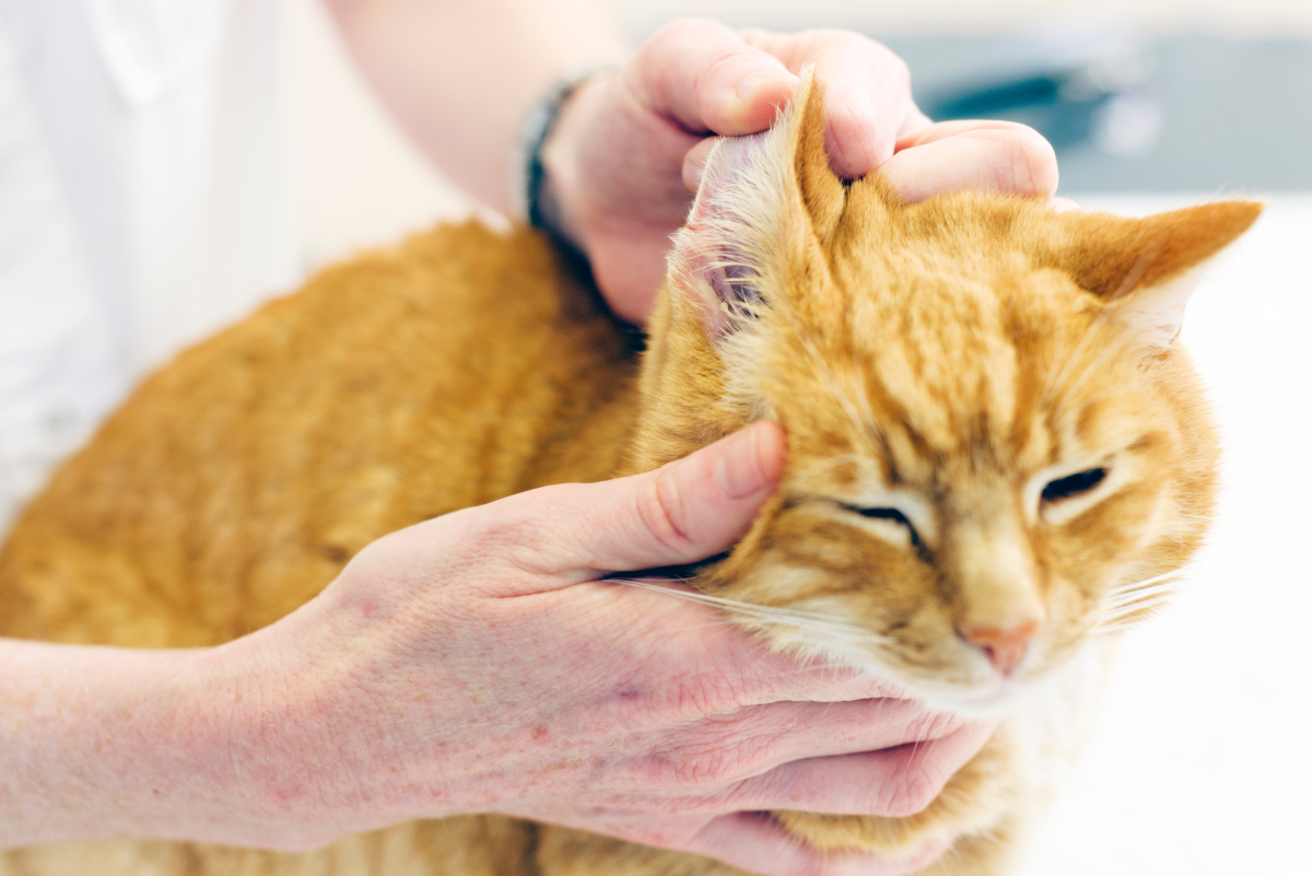 What to Do About Black or Brown Discharge in Cat's Ears