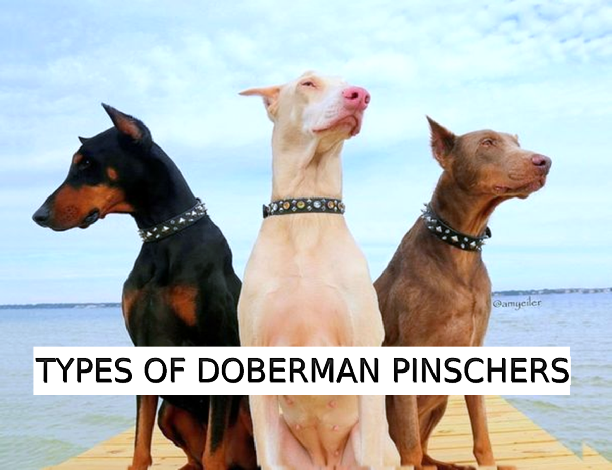 Types of Doberman Pinschers: Dog Breed Information