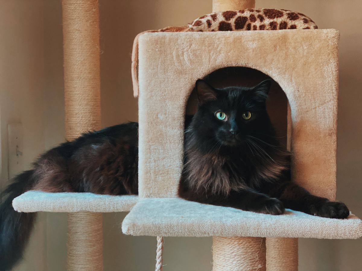 How to Make Your Own Cat Trees, Towers, and Other Structures