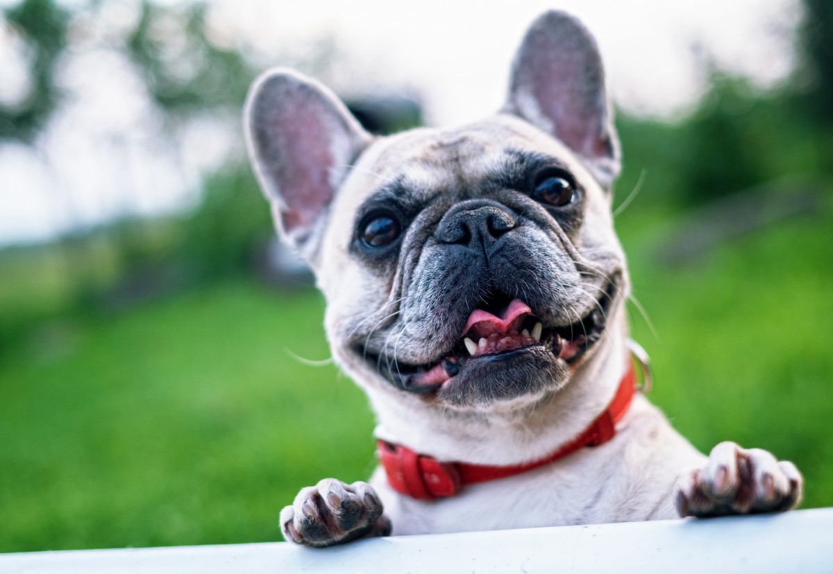 Ultimate French Bulldog Ownership Guide