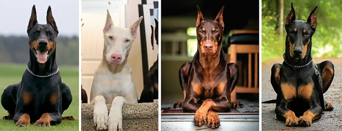 Breed Information and Types of Doberman Pinschers