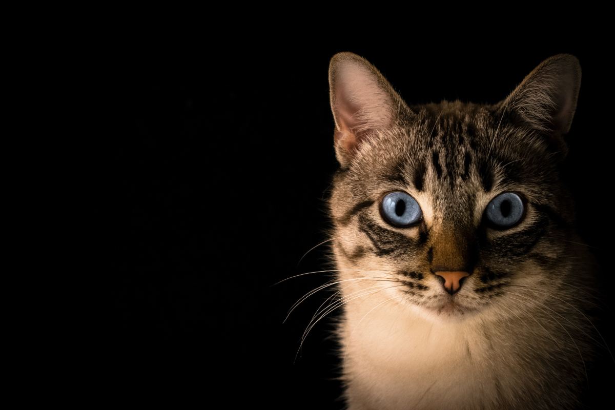 What Causes Cloudy Eyes in Cats?