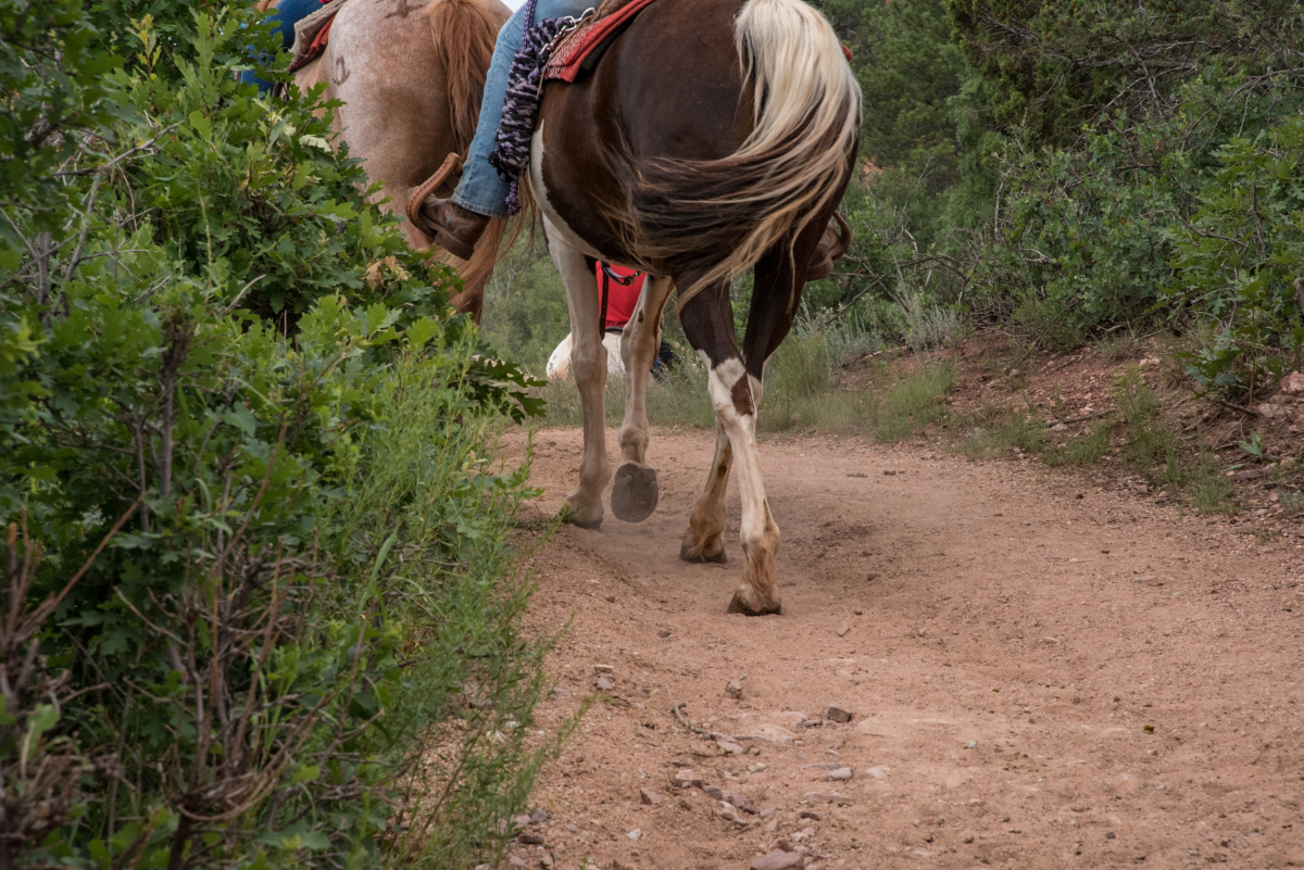 A Guide for First-Time Trail Riders