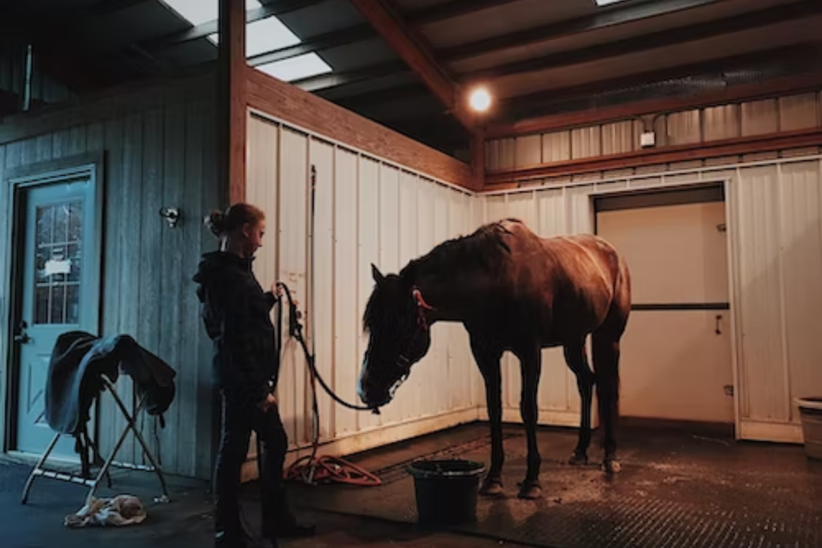 How to Create a Horse Training Plan and Journal (With Examples)