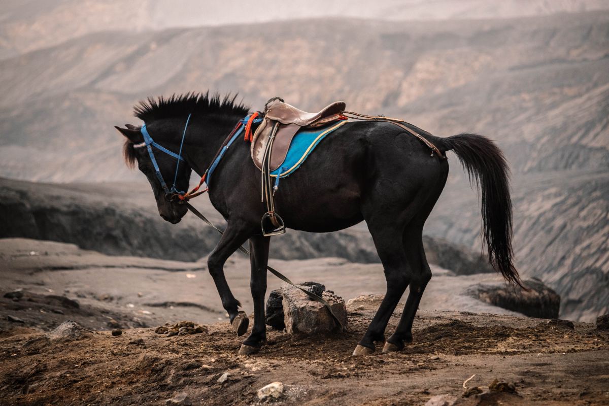 15 Big Powerful Horse Names PetHelpful