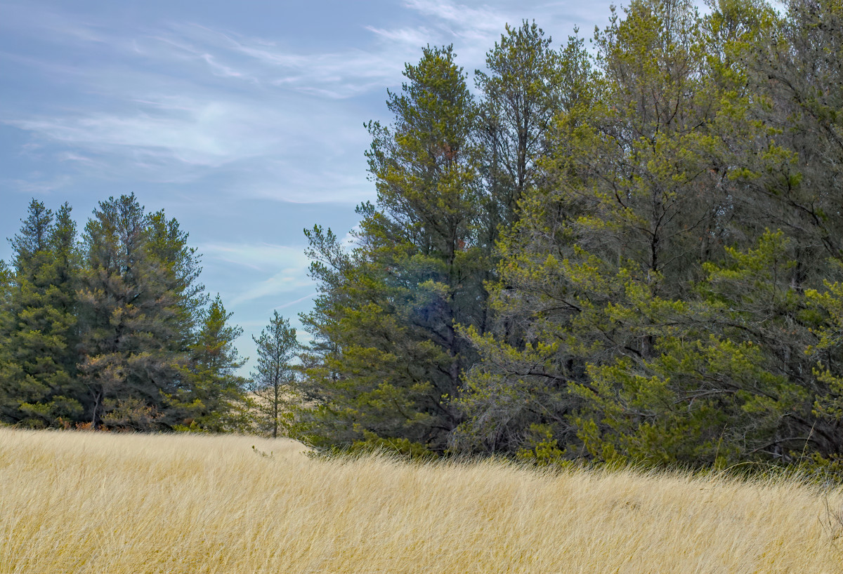 5 Most Common Pine Trees of Michigan