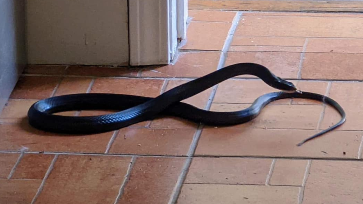 Juvenile Black Racer Snake