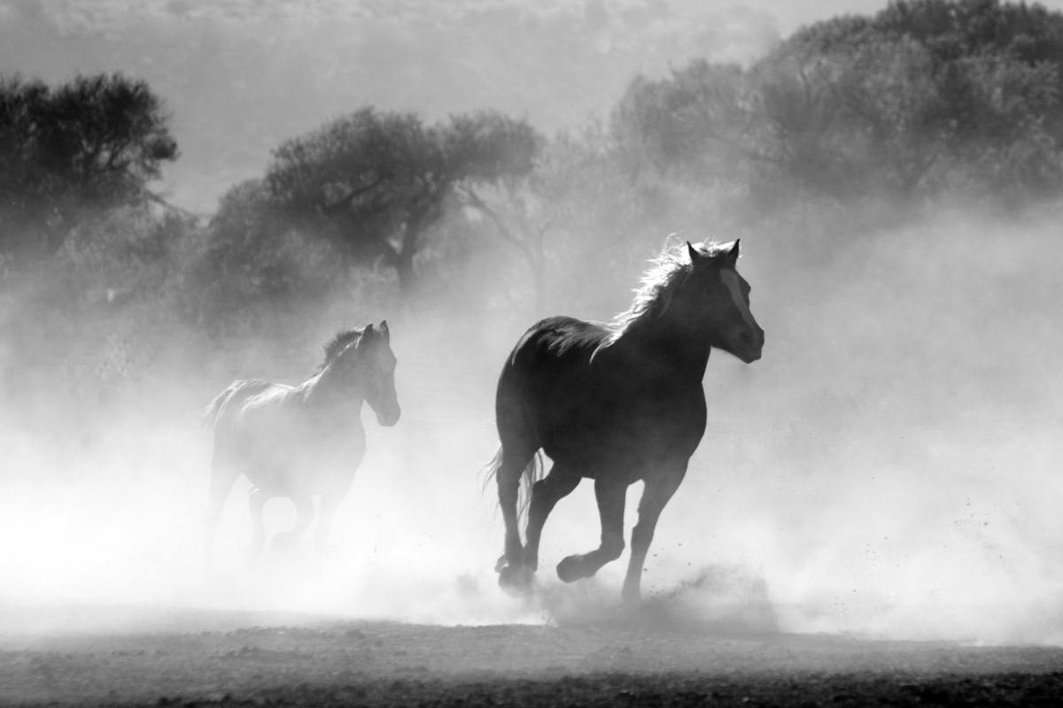 Interesting Facts About Arabian Horses You Probably Never Knew