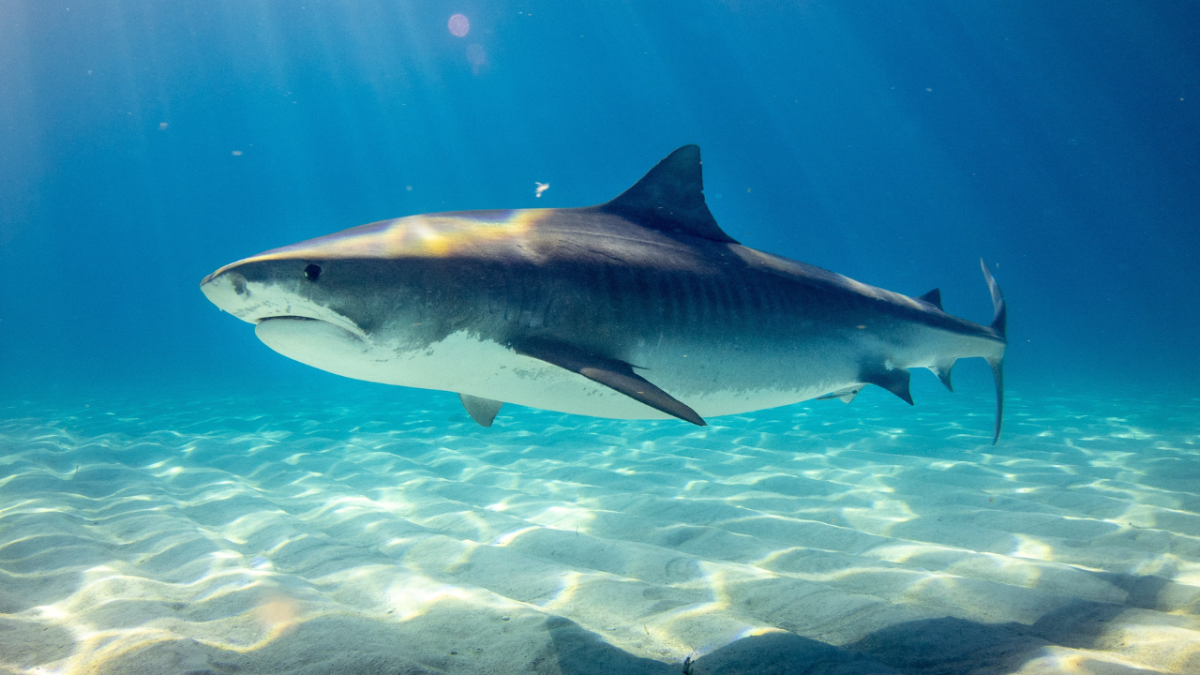 The Top 10 Most Dangerous Animals in Florida WanderWisdom