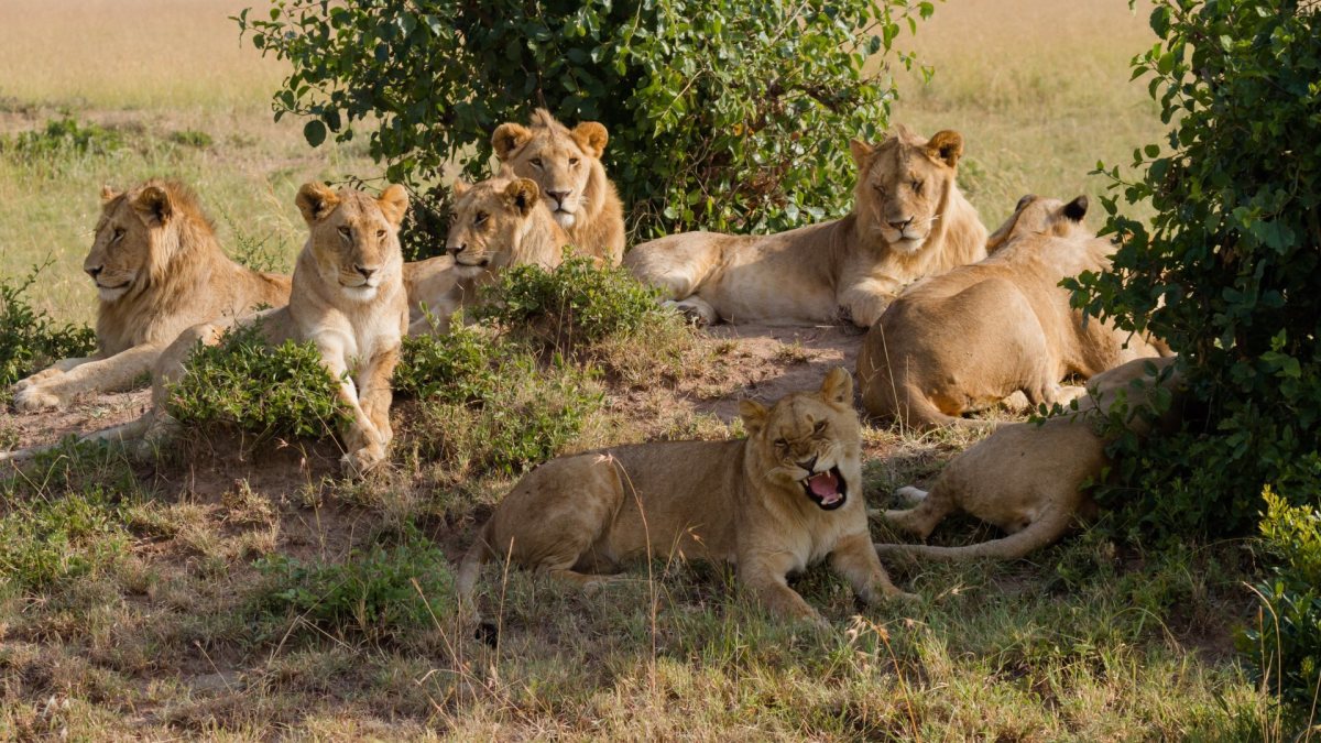 Lions Stand Alone as the Only Truly Social Big Cat Species
