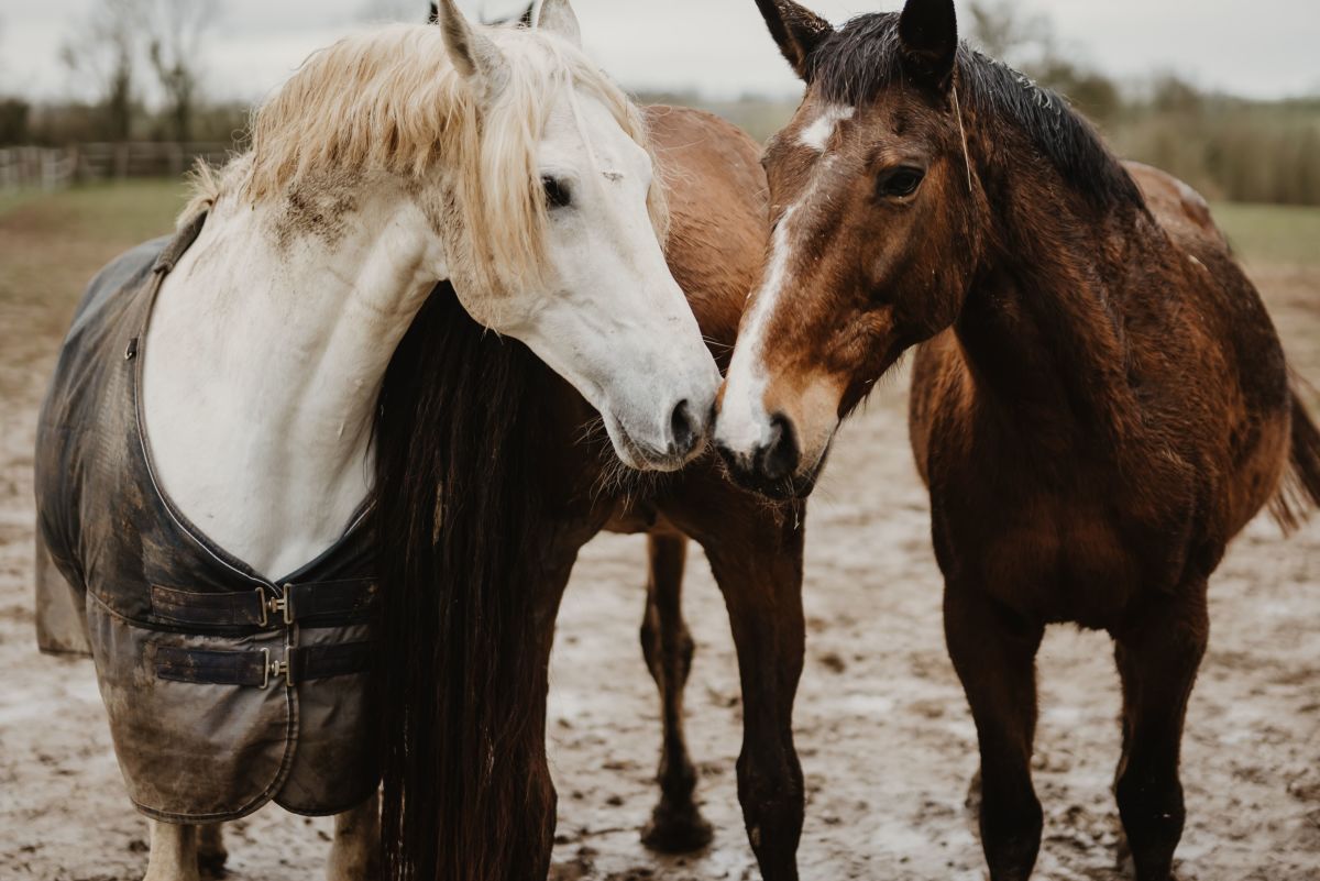 How to Manage Rain Rot in Horses: Symptoms and When to Call the Vet