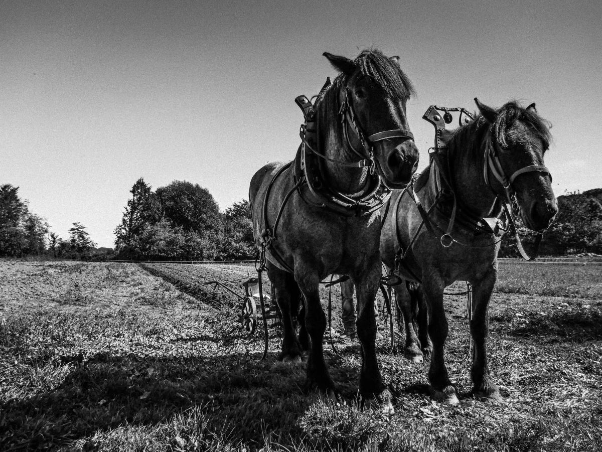 Working With Draft Horses on a Small, Sustainable Farm