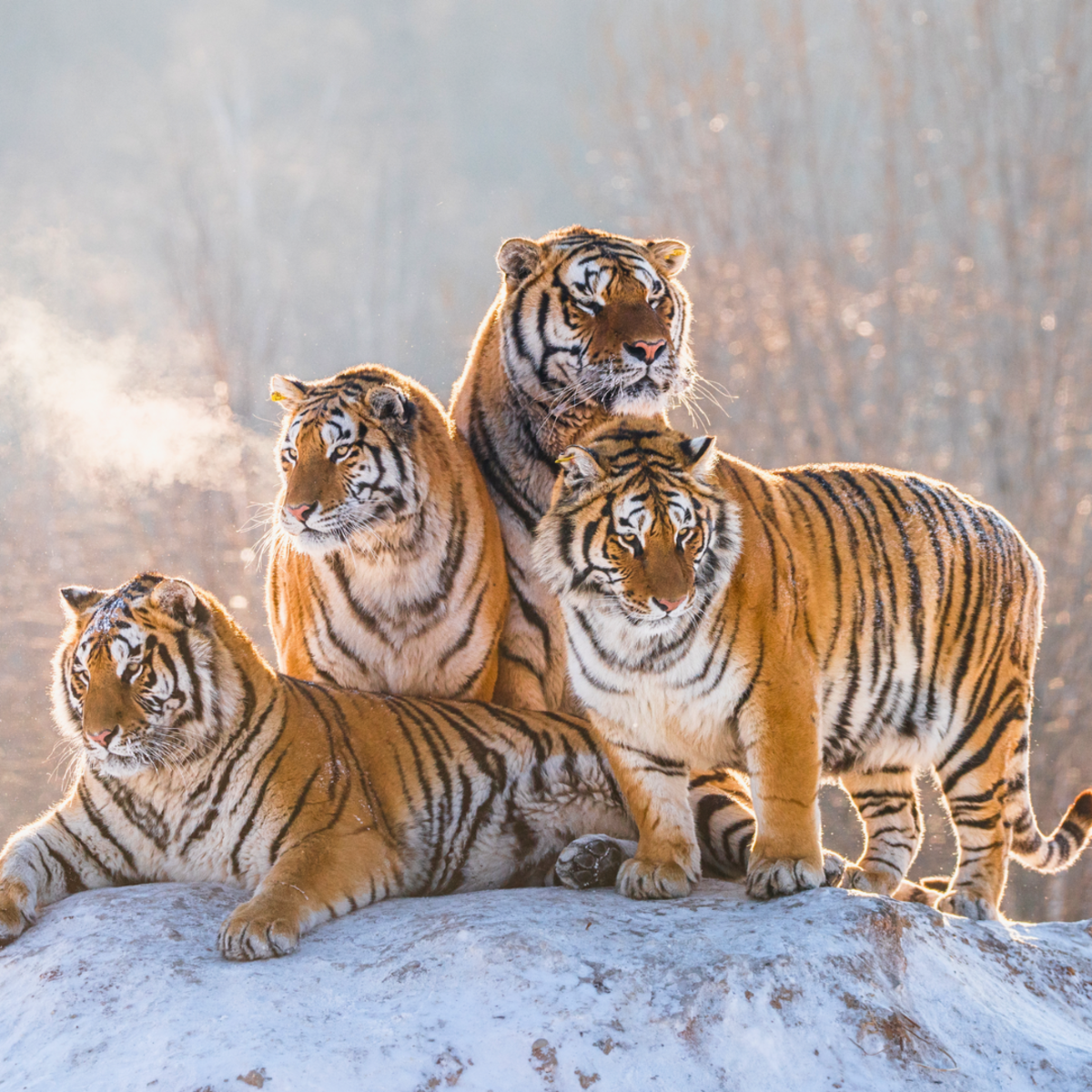 Den Mother Mother's Day Tigers Tiger Cubs and Mom 
