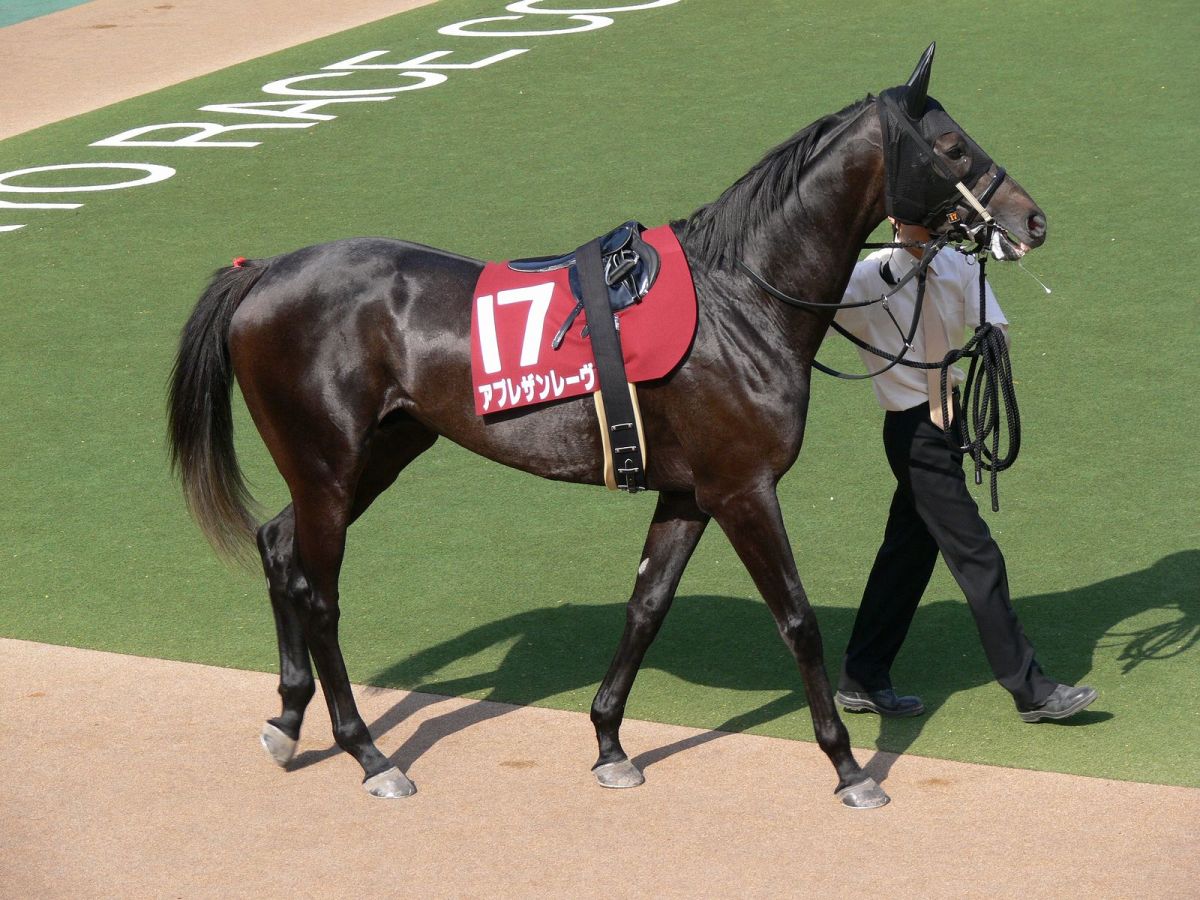 Horse Training Tools Martingales PetHelpful