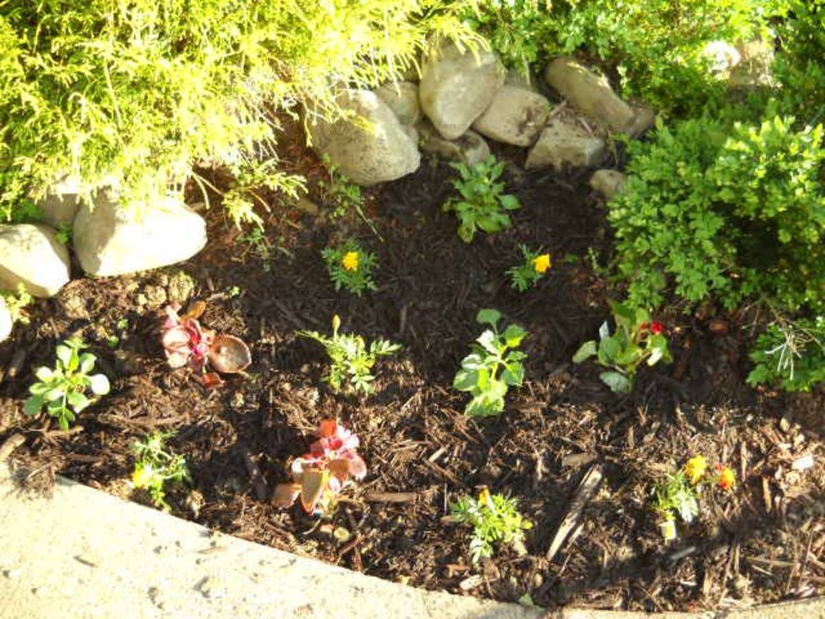 Planting Flowers That Deer Will Not Eat HubPages