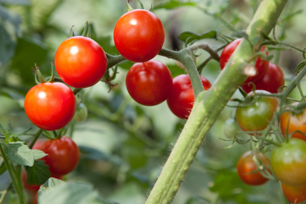 A Comprehensive Guide to Growing Cherry Tomatoes