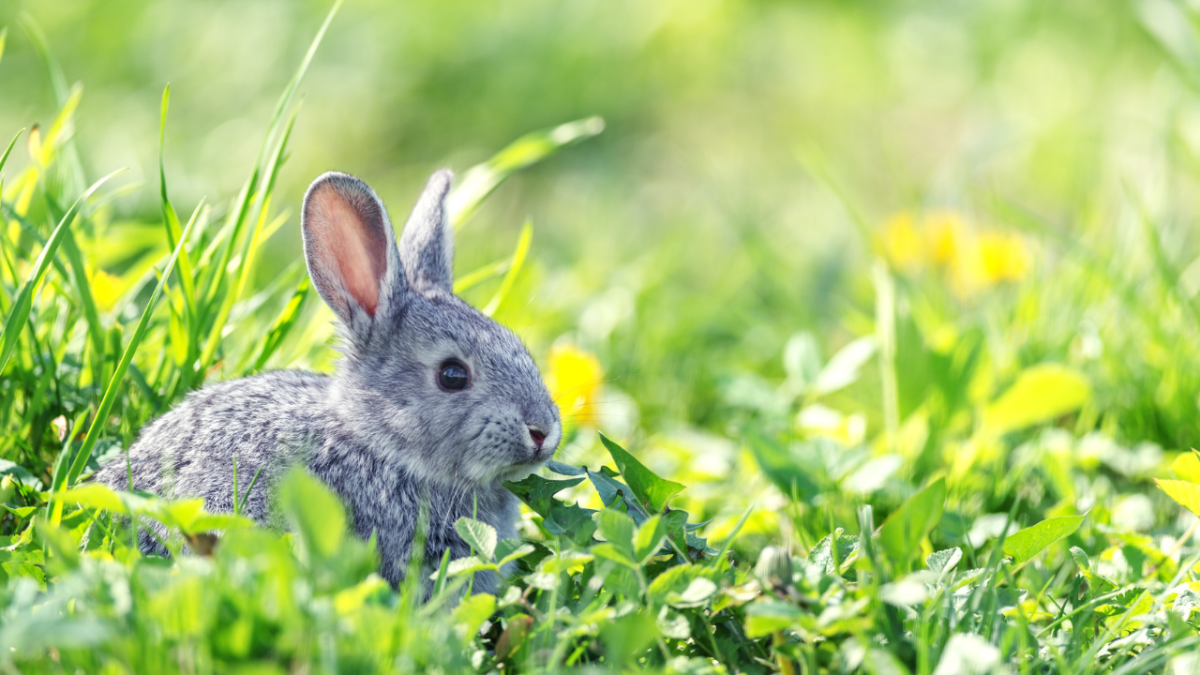 How Do I Know If My Rabbit Is in Pain?